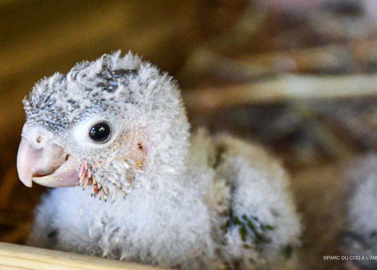 Naissance en 2024 de Perroquets Conures de Molina