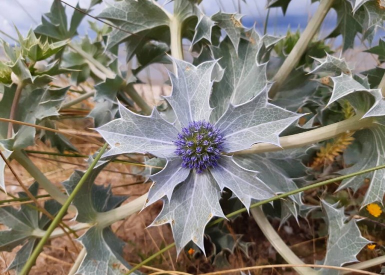 La flore de la dune